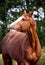 Portrait of funny chestnut horse smiling