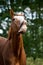 Portrait of funny chestnut horse smiling