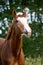 Portrait of funny chestnut horse smiling