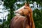 Portrait of funny chestnut horse smiling