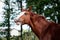 Portrait of funny chestnut horse smiling in summer