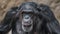 Portrait of funny Chimpanzee making faces