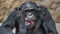 Portrait of funny Chimpanzee making faces
