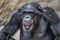 Portrait of funny Chimpanzee making faces