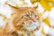 Portrait of Funny Clever Ginger Maine Coon Cat on the Autumn Leaves Background