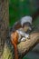 Portrait of funny and colorful Geoffroy marmoset monkey from Brazil Amazonian jungles, adult, male
