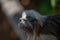 Portrait of funny and colorful Geoffroy marmoset monkey from Brazil Amazonian jungles, adult, male