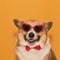 portrait of a funny corgi dog puppy with big ears on a yellow isolated background wearing glasses made of red hearts