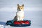 Portrait funny corgi dog puppy sits on a snow slide on a bun and rides in a winter park