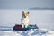 Portrait funny corgi dog puppy sits on a snow slide on a bun and rides in a winter park