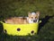 Portrait of a funny Corgi dog puppy sitting in a trough on the grass in a Sunny summer garden and washing in foam in  and soapy