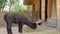 Portrait of funny cute black alpaca eating hay at farm - slow motion