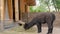 Portrait of funny cute black alpaca eating hay at farm - slow motion