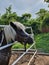 Portrait of a funny cute pony looking from a fence rails