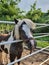 Portrait of a funny cute pony looking from a fence rails