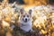 Portrait funny cute puppy dog the red Corgi lies on a Sunny summer flowering meadow and smiles bathed in the Golden light of the