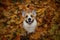Portrait funny cute puppy red dog Corgi stands in the autumn Park on the background of colorful bright fallen maple leaves and
