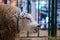 Portrait of funny cute texel sheep at animal exhibition, trade show - close up