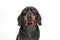Portrait of a funny dachshund puppy with silly and confused look, front view, studio shooting on a white background
