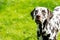 portrait of a funny dalmatian on meadow.dalmatian dog with brown spots. purebred pets from 101 dalmatian movie with