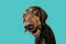 Portrait funny doberman puppy dog making a face. Isolated on blue background