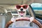 Portrait of a funny dog behind the wheel of a car