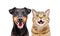 Portrait of funny dog breed Jagdterrier and cheerful cat Scottish Straight