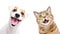 Portrait of  funny dog Jack Russell Terrier and cheerful cat Scottish Straight