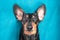 Portrait of funny dog lying on its back, ears flat on surface and sticking out like rabbits ears, blue background, top