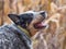 Portrait of a funny dog with open mouth. Smiling dog, smart friend. Blue heeler