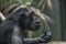 Portrait of funny and emotional Chimpanzee. close up