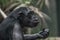 Portrait of funny and emotional Chimpanzee. close up