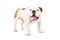 Portrait of a funny English bulldog