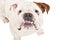 Portrait of funny English bulldog, closeup, top view