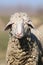 Portrait of funny face sheep