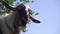 Portrait Of A Funny Goat With Big Ears. Domestic Cattle