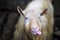 Portrait of a funny goat showing tongue