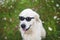 Portrait of funny Golden Retriever dog sitting in the flowers field and wearing sunglasses