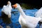 portrait of funny goose on a background of pond on a farm