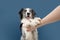 Portrait funny high five border collie dog trick. Obedience concept. Isolated on blue background