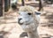 Portrait of funny lama with fringe in zoo