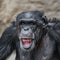 Portrait of funny and laughing Chimpanzee, close up