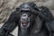 Portrait of funny and laughing Chimpanzee, close up