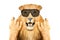 Portrait of a funny lion in sunglasses, showing a rock gesture