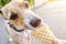 Portrait of funny little dog happily licking vanilla ice cream in waffle cone. Cute adorable pets. Walk with puppy