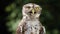 Portrait of a funny little owl in the forest