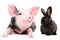 Portrait of a funny little pig and cute black rabbit