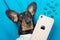 Portrait of funny long eared dachshund lying with mobile phone, cute symbols of social networks are drawn around. Dog