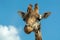 Portrait of funny looking giraffe animal only head and neck close up with blue sky background