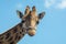 Portrait of funny looking giraffe animal only head and neck close up with blue sky background